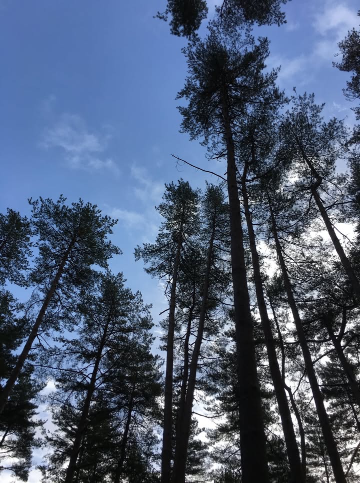 虹夕諾雅富士：環境